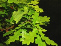 imago 63670017