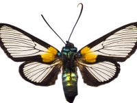 imago 64118901