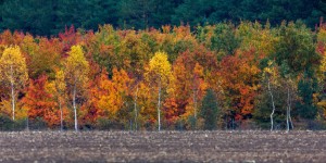 Herbst im Naturschutzgebiet Lewitz
